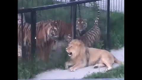 Thumbnail of Lion's GROWL scares Tigers | Comparison between Lion's and Tiger's Growl | Lion Growl vs Tiger Growl