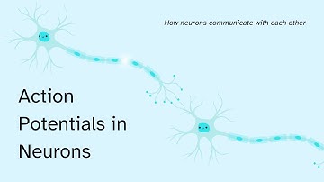 Action Potentials in Neurons | Sumlina Alam | Breakthrough Junior Challenge 2023