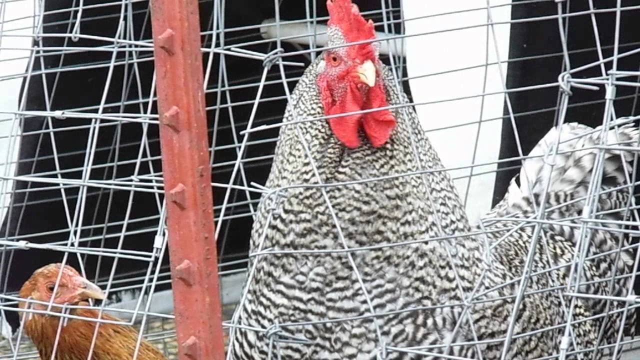 Quiet Rooster, Barred Rock, almost silent. YouTube