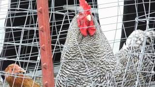 Quiet Rooster, Barred Rock, almost silent. screenshot 5