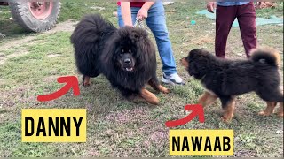 Tibetan Mastiff puppy meets Mother and Father first time after a month | Tibetan Mastiff reaction ?