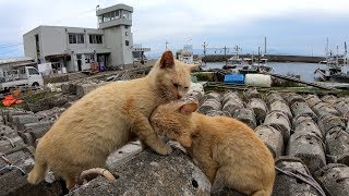 【猫島】石に頬っぺたをスリスリする茶トラ猫兄弟