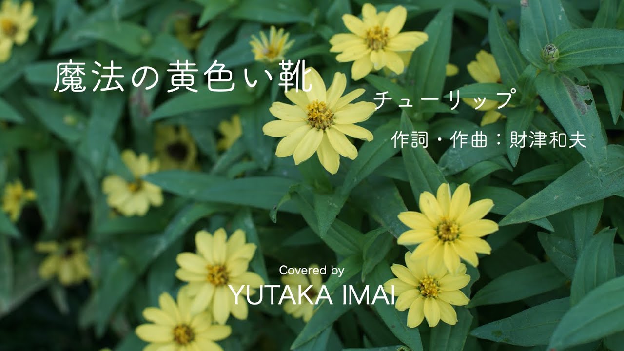 魔法の黄色い靴/ チューリップ 作詞・作曲: 財津和夫 Covered by