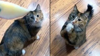 Religious Cat Prays For A Treat