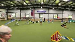 Rudy Open Standard Queen City Dog Training Club 8/7/22