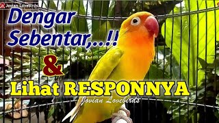 Dengar Sebentar & LIHAT RESPONNYA,.!! Semua Lovebird yang Semula Bisu Seketika Jadi EMOSI NGEKEK