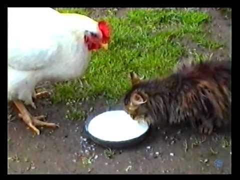 Курицам можно молоко. Курица пьет. Курица и кошка. Курочка пьет воду. Курица пьет воду.