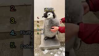 We Love Penguins #dogs #cute #adorably #myanimal #funny #adoreble #mydog #animals #mypet #pets