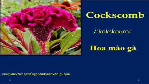 Học từ vựng tiếng anh theo chủ đề | Từ vựng về các loài hoa | English vocabulary about flowers