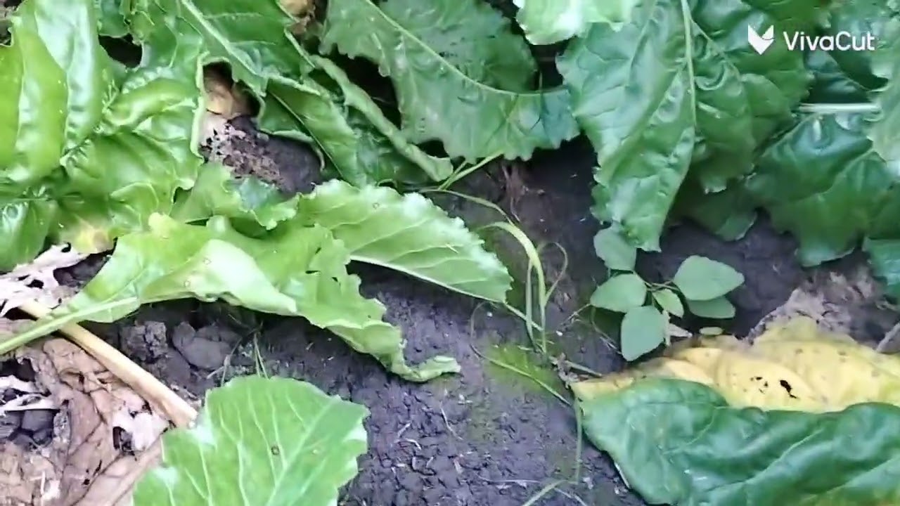 🌿🍀ارض مصر غنيه وخصبه من أعلى،🇪🇬 جوده اراضى  العالم ازرع الخير تجد الخير 🌿🌿🌾