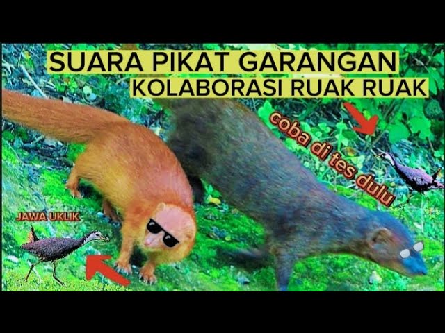 SUARA PIKAT,GARANGAN PALING AMPUH|KOLABORASI RUAK RUAK DURASI PANJANG 29 MENIT NON STOP|AUTO NONGOL class=