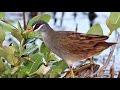 Suara Pikat Burung Tikusan Sawah Rawa Mantap Jossss Mp3 - Mp4 Download