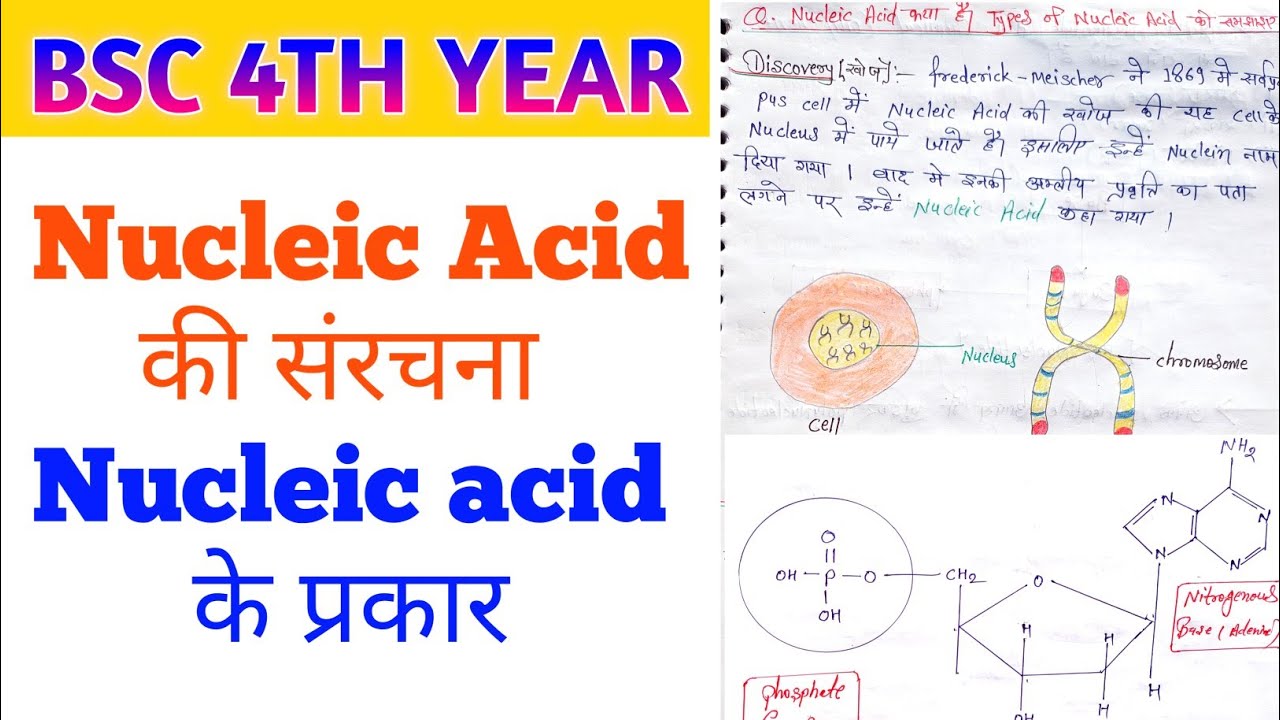 Nucleic Acid ki Sanrachna | nucleic acid ke prakar| DNA aur RNA Structure in Hindi | Biology Zoology
