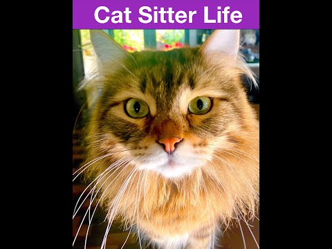 A Day in the Life of a Cat Nanny