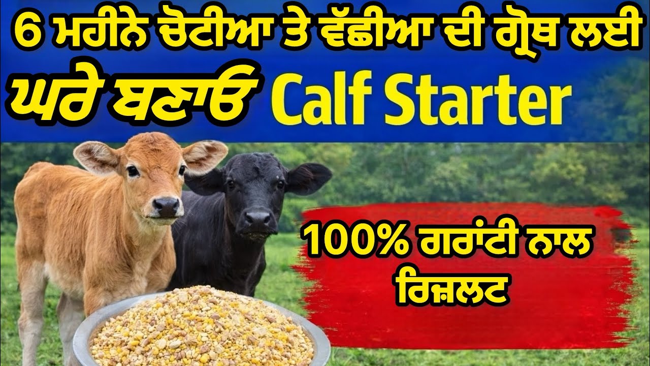 6 ਮਹੀਨੇ ਦੀਆਂ ਚੋਟੀਆਂ ਤੇ ਵੱਛੀਆਂ ਦੀ ਗਰੋਥ ਲਈ ਘਰੇ ਬਣਾਓ Calf Starter👍