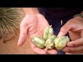 Desert Survival Food: Yucca Fruits -Junkyard Fox