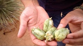 Desert Survival Food: Yucca Fruits Junkyard Fox