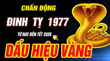 Dấu hiệu VÀNG HỐT TIỀN TỶ đúng từ này đến tết 2026 Â.L- Tuổi ĐINH TỴ 1977 TRỜI ĐANG ĐỘ CỰC GIÀU
