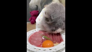 The little cat in my lens #CatCraze #The kitten also has a good meal #Cute video of the little cat