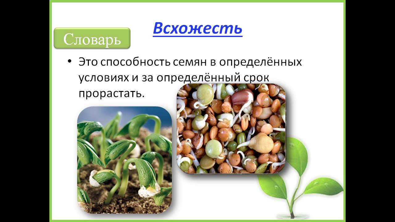 Презентация условия прорастания семян. Прорастание семян. Всходы и прорастание семян. Проросток растения. Определение всхожести семян растений.