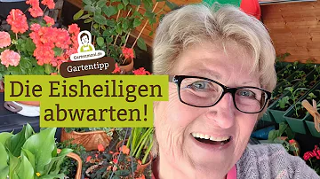 Welche Blumen kann man vor den Eisheiligen Pflanzen?