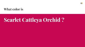 Scarlet Cattleya Orchid color #c70752 hex color - Red color - Cool color c70752