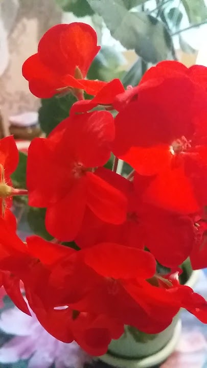 Пеларгония "Мультиблум Ред F1,растет на подоконнике😘 - YouTube