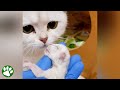 Kitten Born Dead Brought Back To Life