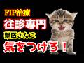 【FIP治療】往診専門獣医に気をつけろ。家で診てもらう安心が命取りになる現実｜第162話＠猫伝染性腹膜炎