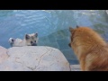 13.5 week old female Eurasier puppy loves swimming.