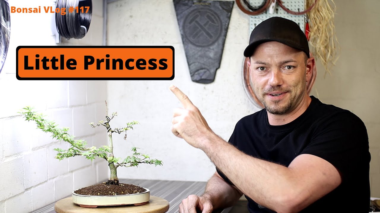 Aus der Kiste, in die Schale! Acer palmatum - Little Princess [Umtopfen/Drahten] | Bonsai VLog #117