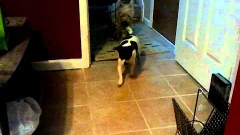 Crazy dogs