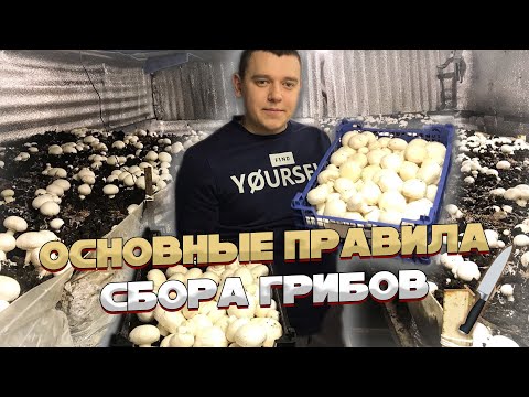 КАК ПРАВИЛЬНО СОБИРАТЬ ШАМПИНЬОНЫ? Основные правила сбора!