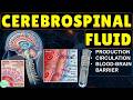 Cerebrospinal Fluid (CSF): Production, Circulation, Blood-Brain Barrier & Clinical Correlations