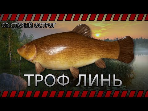 Видео: РУССКАЯ РЫБАЛКА 4🔸ТРОФ ЛИНЬ 🔸ОЗ. СТАРЫЙ ОСТРОГ🔸ТАНКИСТ НА РЫБАЛКЕ