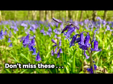 Vídeo: Bluebell Flowers: informació de creixement per a campanelles angleses i espanyoles