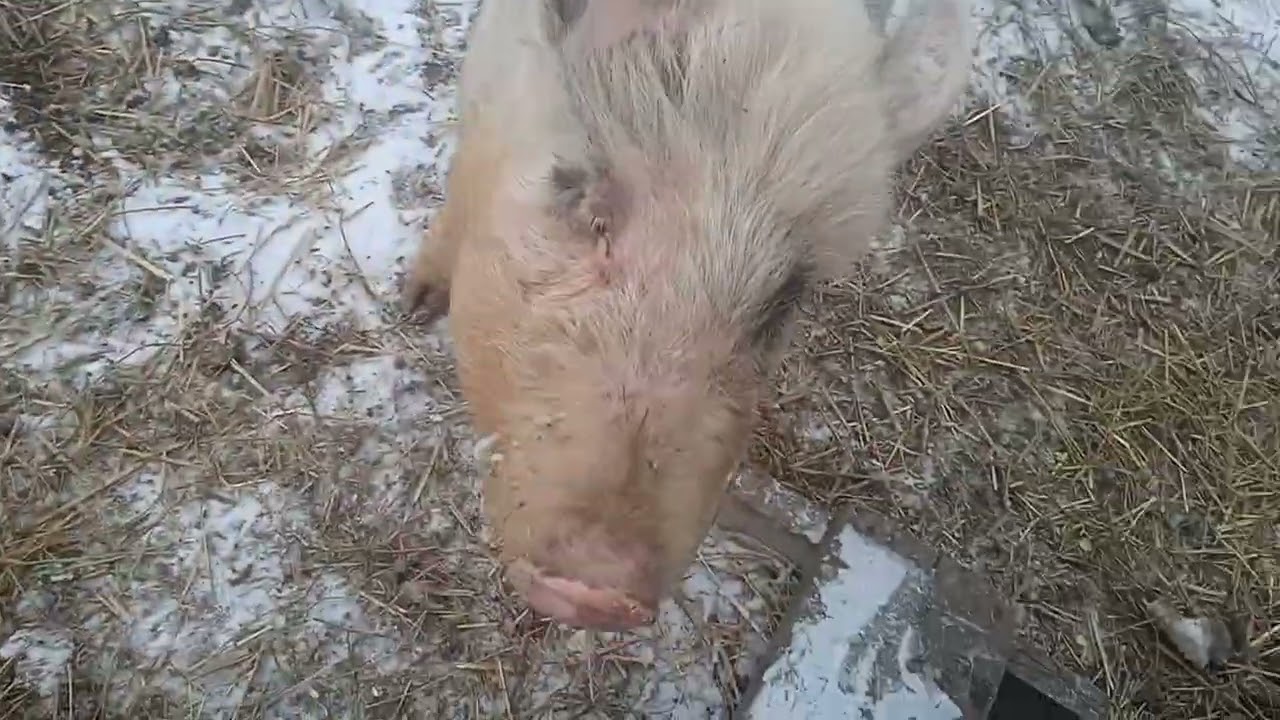 Кормление гуси утки куры 