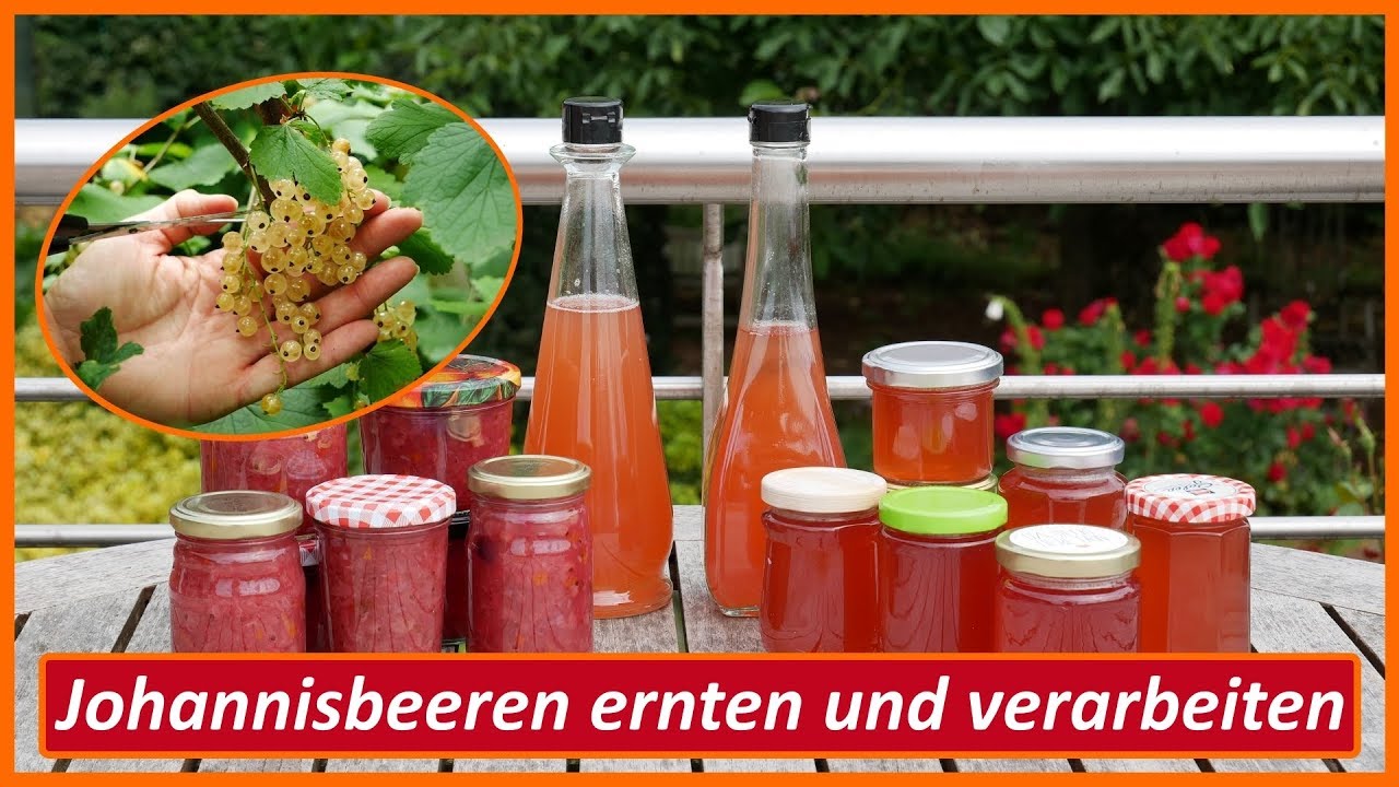 Johannisbeeren ernten und verarbeiten - Chutney - Essig - Gelee
