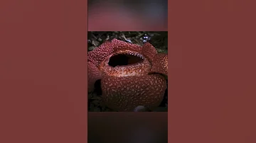 Это растение лучше не трогать