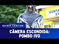 Câmera Escondida (25/09/16) - Pombo Ivo