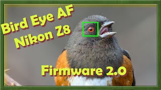 Bird Eye AF Nikon Z8 Firmware 2.0  Part 1