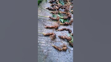 #sâm_ngọc_linh #sâm_lai_châu_rừng lô sâm rừng giá quá rẻ chỉ 15tr/1kg #sâm_lai_châu_rừng