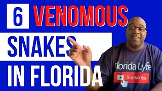 What Are The 6 Venomous SNAKES Here In Florida