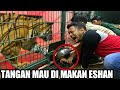 BELAJAR PELIHARA HARIMAU KE ALSHAD AHMAD | TANGAN GW JANGAN DI MASUKIN KANDANG !!!