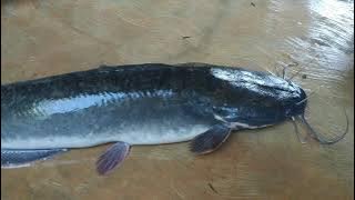 Cara Mematikan Ikan Lele Jumbo Babon..
