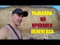 ловля крупного пеленгаса