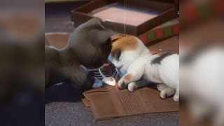 Kitten Match: PERFECT Time with Cute Kitties COMPILATION! by EaseHere - TOP Healing Stories and Soundscapes 10,674 views 2 years ago 31 seconds