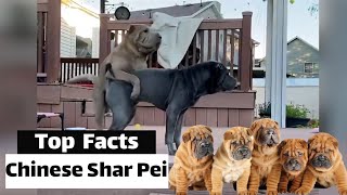 Chinese Shar Pei - Top Facts