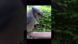 Blue jay numero uno plus some nice forest noises