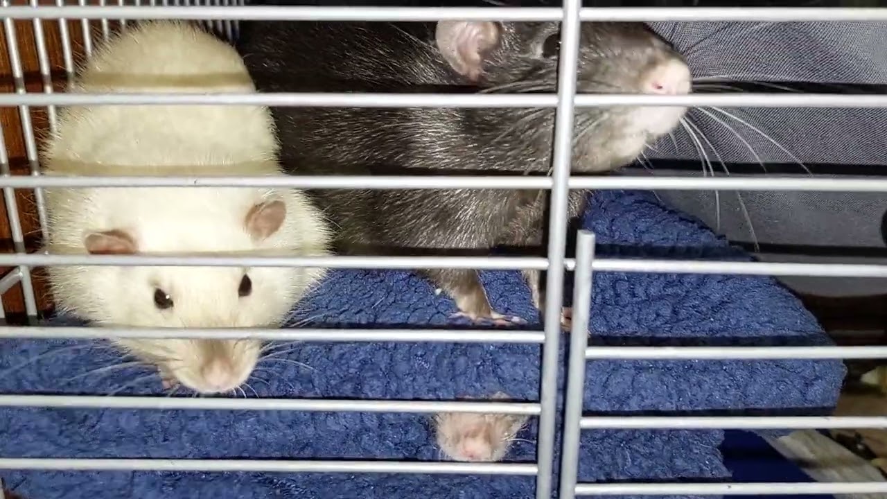 Крысы мальчики и девочки живут вместе 😆 Все кастрированны! - YouTube
